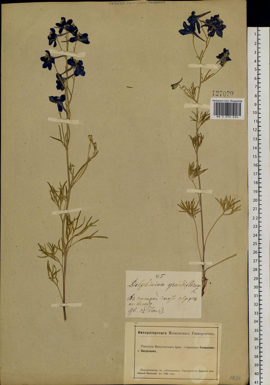 Delphinium grandiflorum L., Siberia, Altai & Sayany Mountains (S2) (Russia)