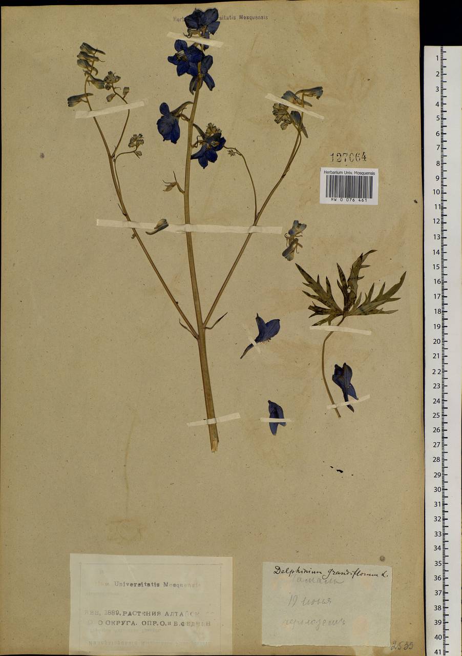 Delphinium grandiflorum L., Siberia, Altai & Sayany Mountains (S2) (Russia)