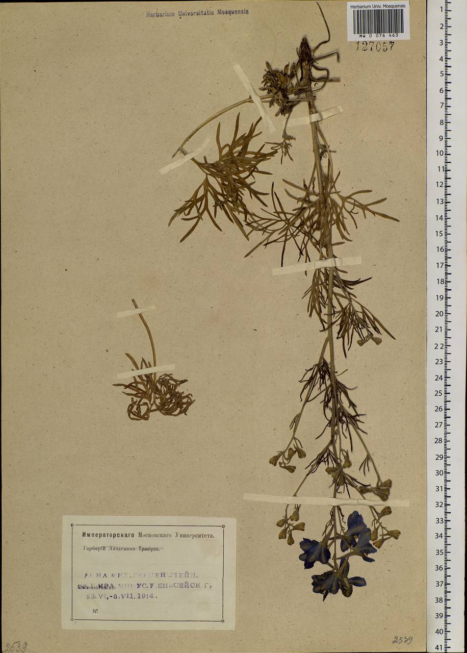 Delphinium grandiflorum L., Siberia, Altai & Sayany Mountains (S2) (Russia)