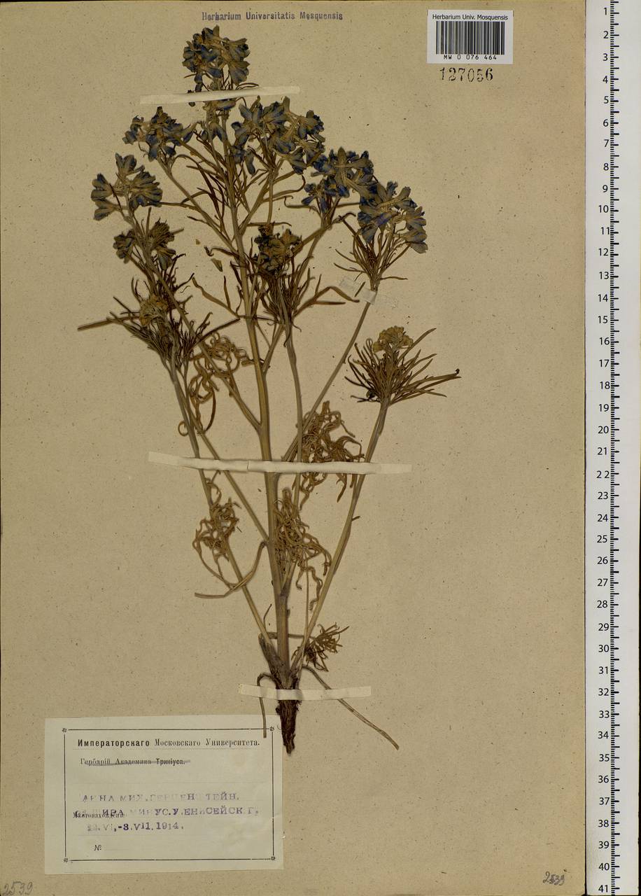 Delphinium grandiflorum L., Siberia, Altai & Sayany Mountains (S2) (Russia)