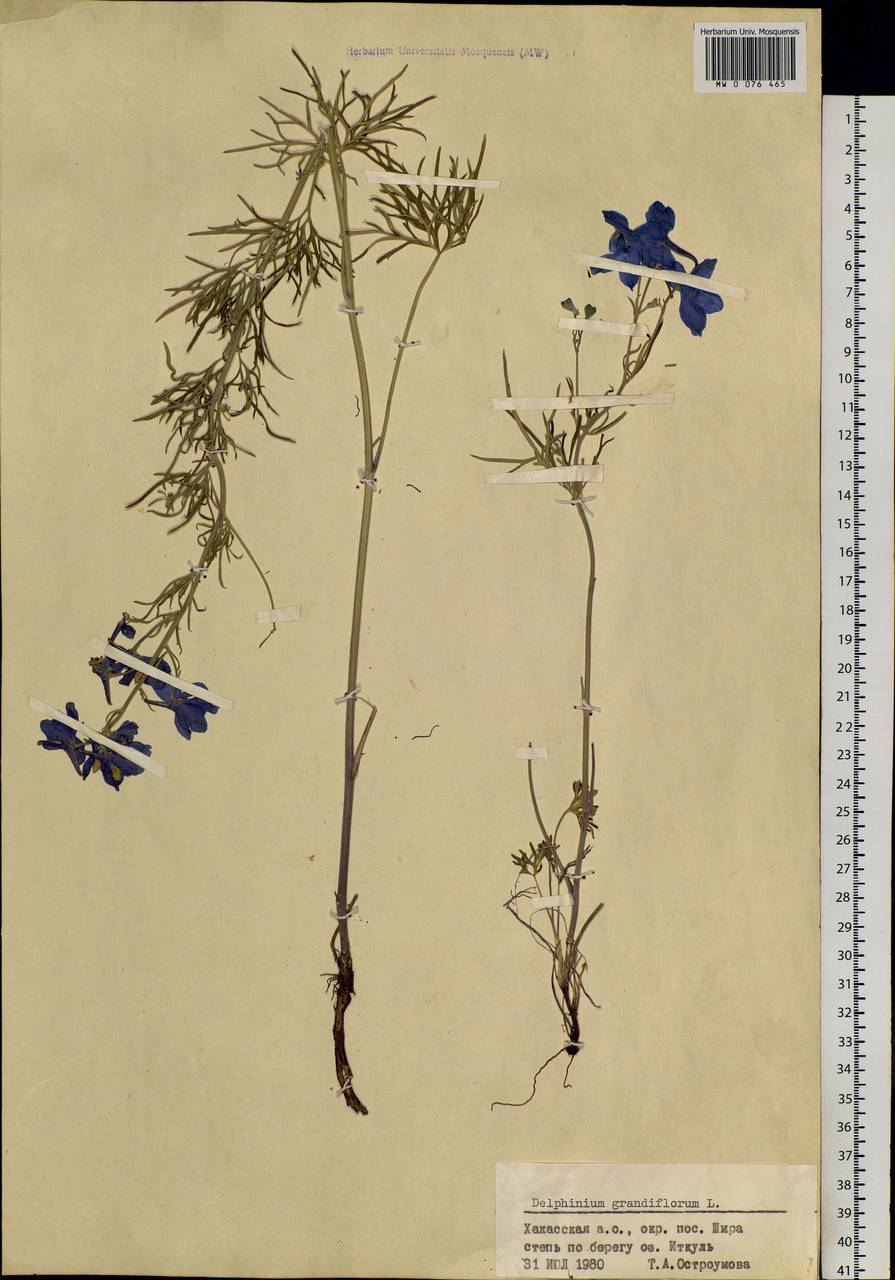 Delphinium grandiflorum L., Siberia, Altai & Sayany Mountains (S2) (Russia)