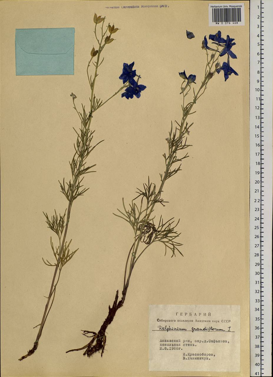 Delphinium grandiflorum L., Siberia, Altai & Sayany Mountains (S2) (Russia)