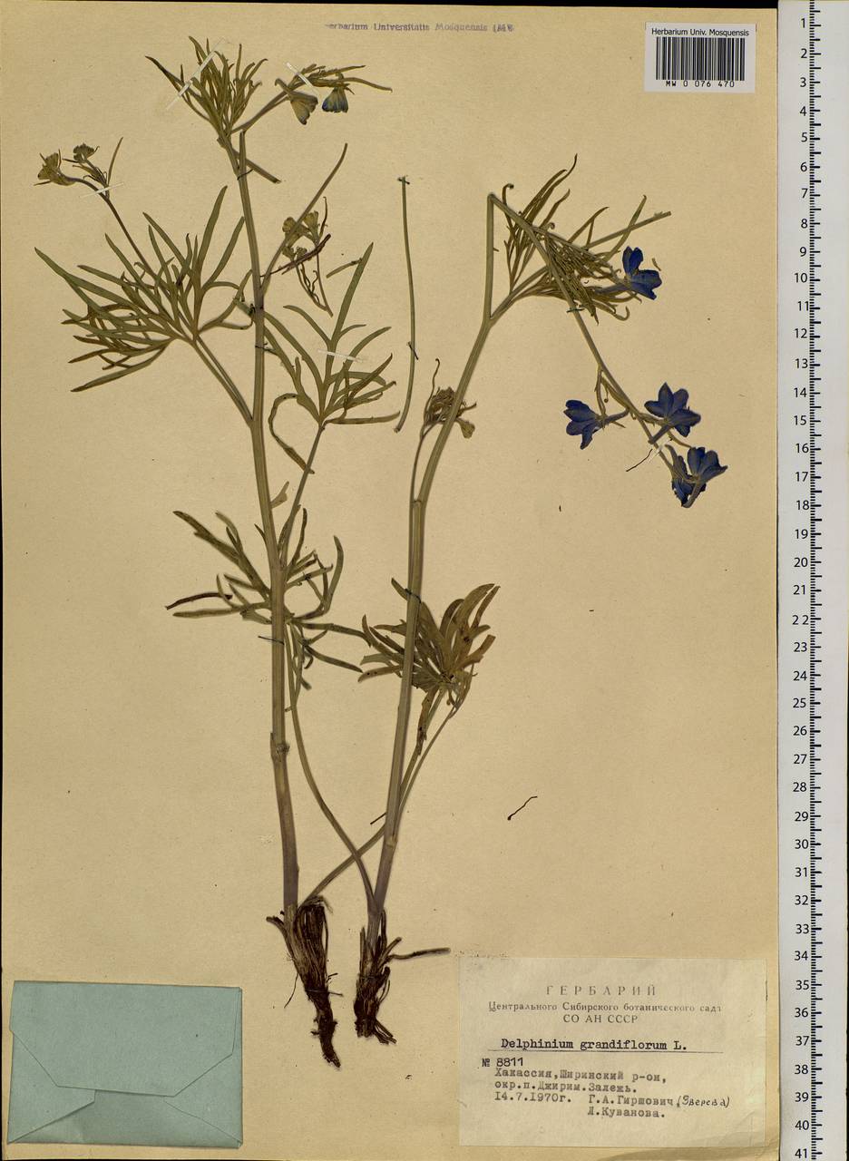 Delphinium grandiflorum L., Siberia, Altai & Sayany Mountains (S2) (Russia)