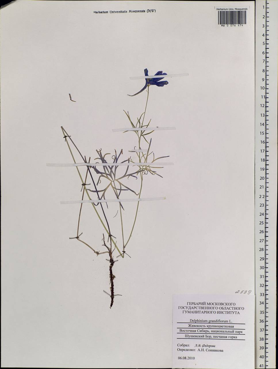 Delphinium grandiflorum L., Siberia, Altai & Sayany Mountains (S2) (Russia)