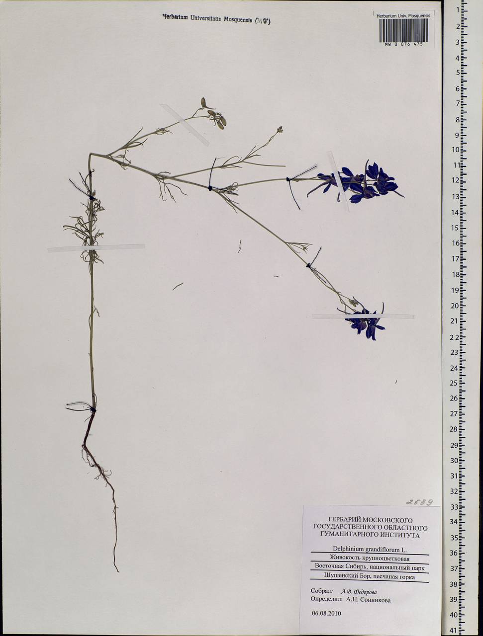 Delphinium grandiflorum L., Siberia, Altai & Sayany Mountains (S2) (Russia)