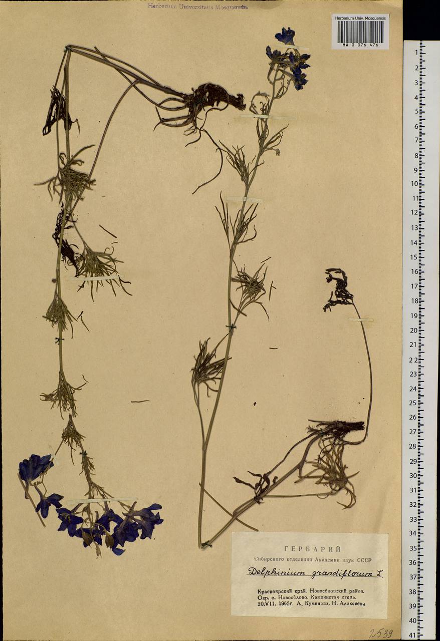 Delphinium grandiflorum L., Siberia, Altai & Sayany Mountains (S2) (Russia)