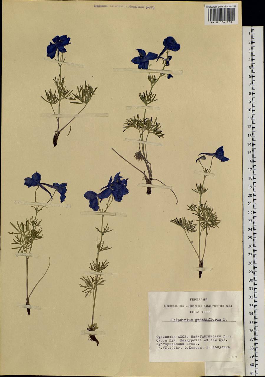 Delphinium grandiflorum L., Siberia, Altai & Sayany Mountains (S2) (Russia)