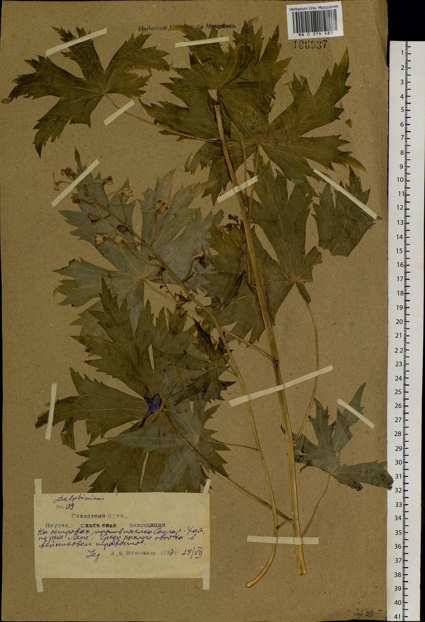 Delphinium elatum L., Siberia, Yakutia (S5) (Russia)
