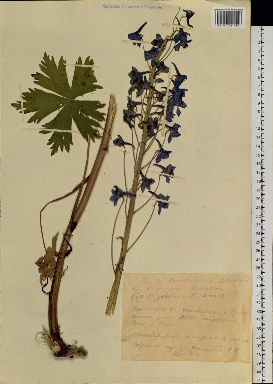 Delphinium elatum L., Siberia, Yakutia (S5) (Russia)