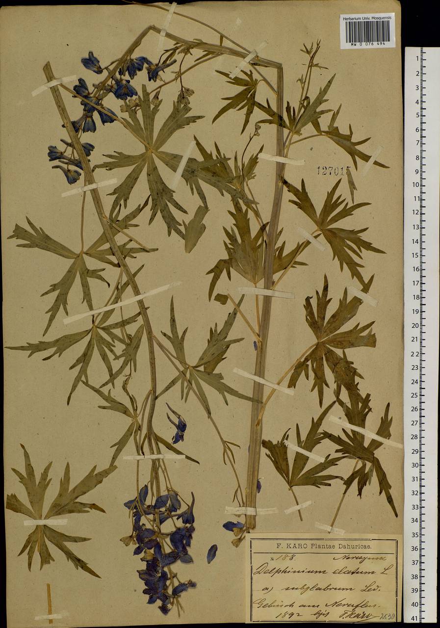 Delphinium elatum L., Siberia, Baikal & Transbaikal region (S4) (Russia)