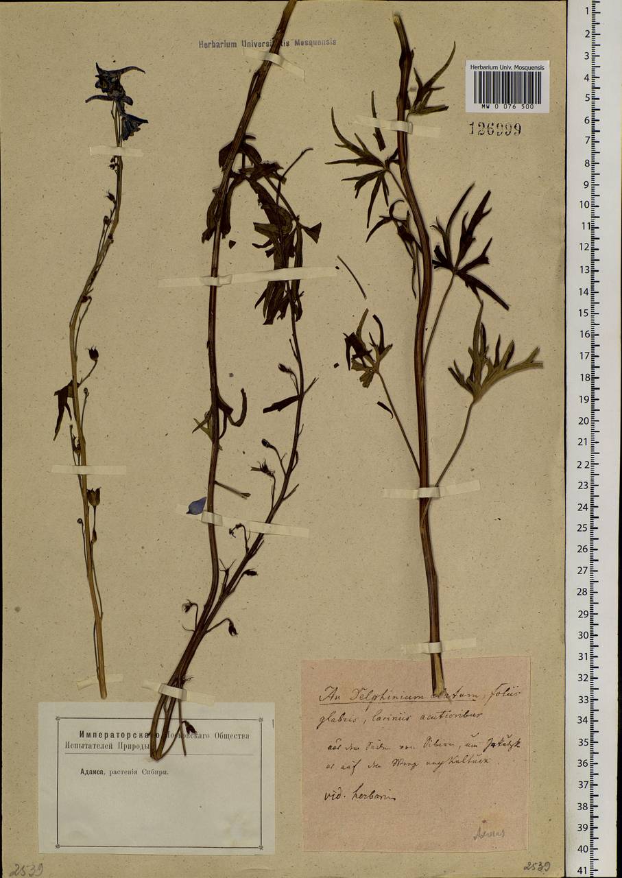 Delphinium elatum L., Siberia, Yakutia (S5) (Russia)