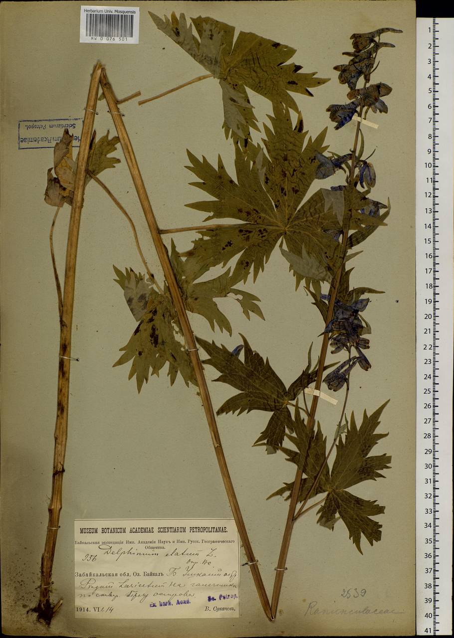 Delphinium elatum L., Siberia, Baikal & Transbaikal region (S4) (Russia)