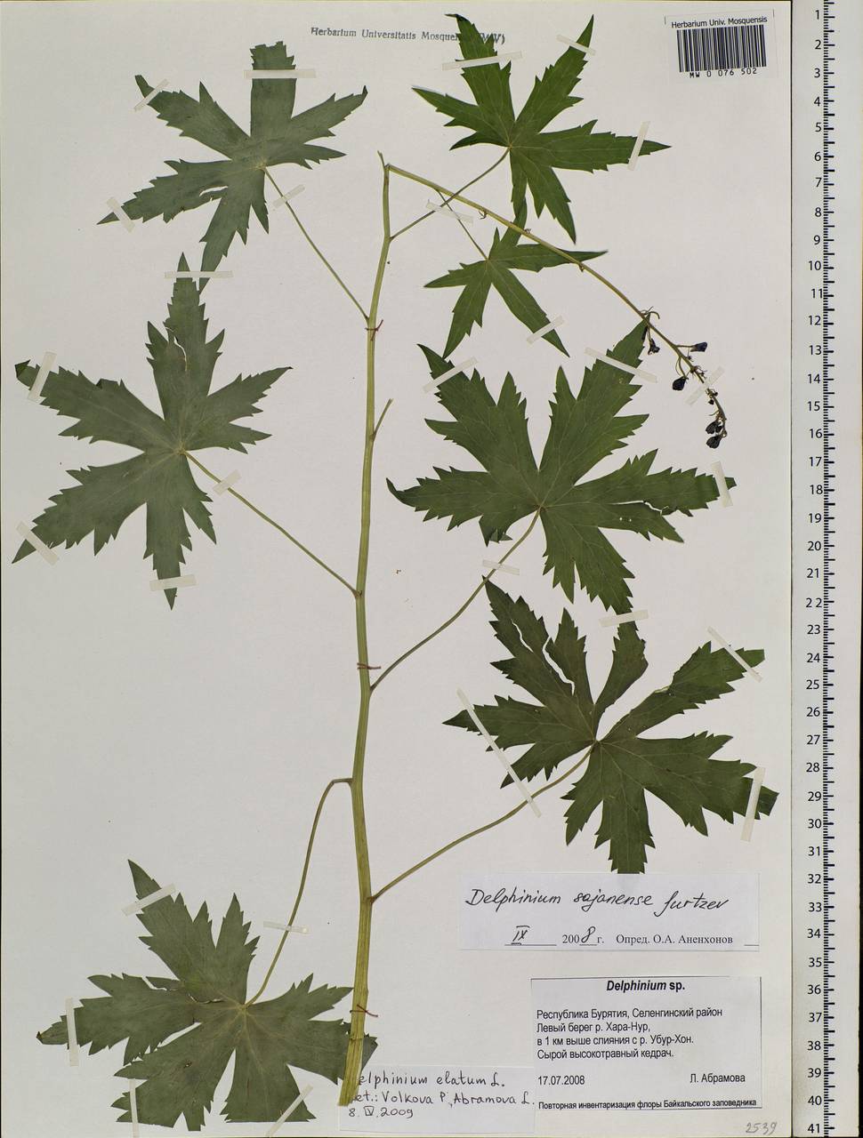 Delphinium elatum L., Siberia, Baikal & Transbaikal region (S4) (Russia)