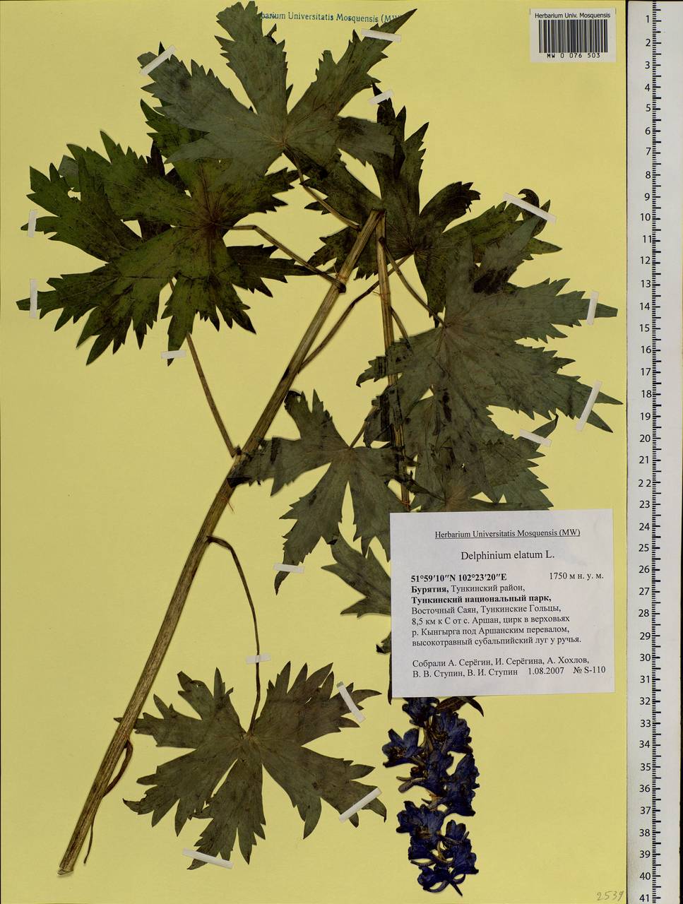 Delphinium elatum L., Siberia, Baikal & Transbaikal region (S4) (Russia)