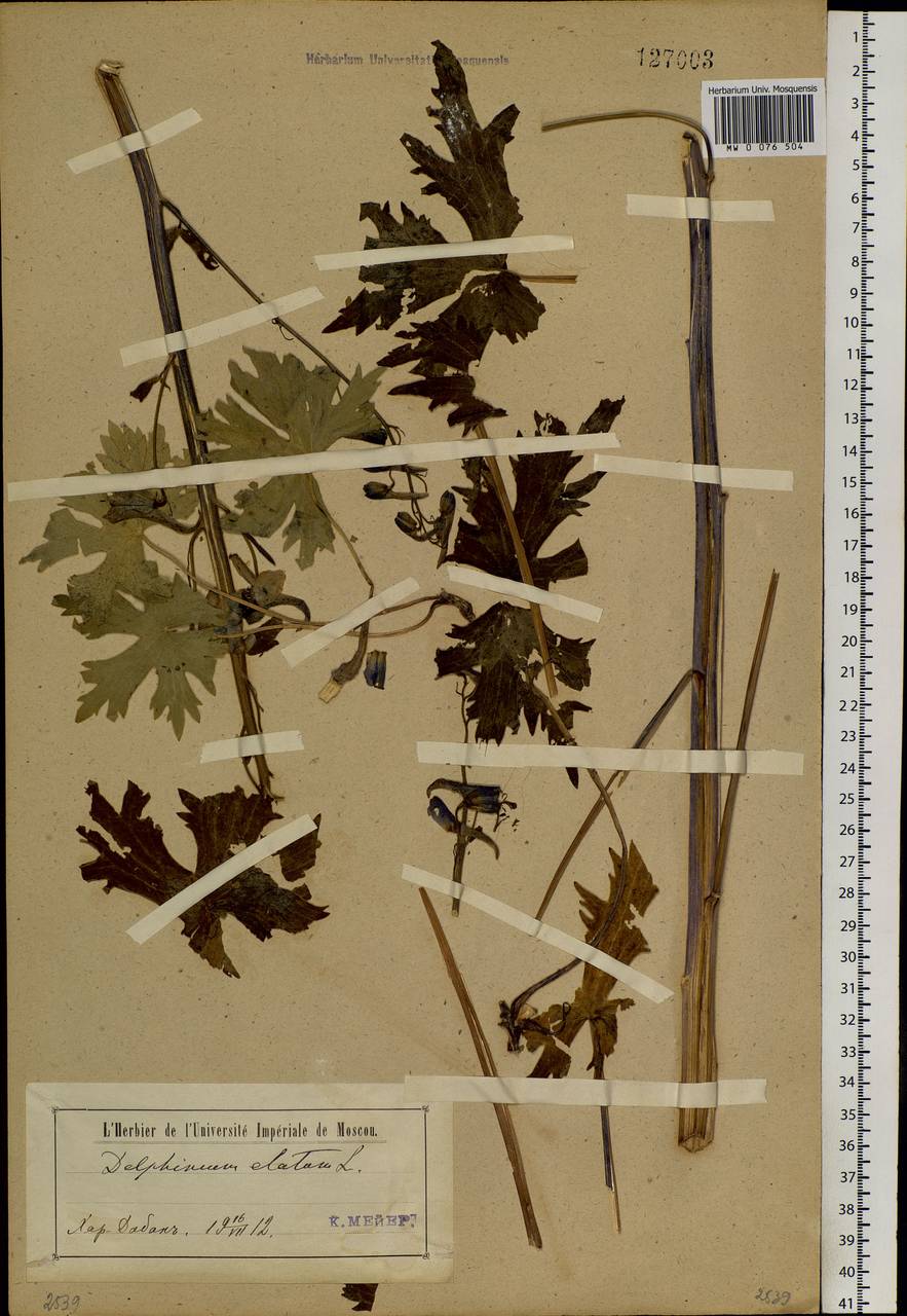 Delphinium elatum L., Siberia, Baikal & Transbaikal region (S4) (Russia)