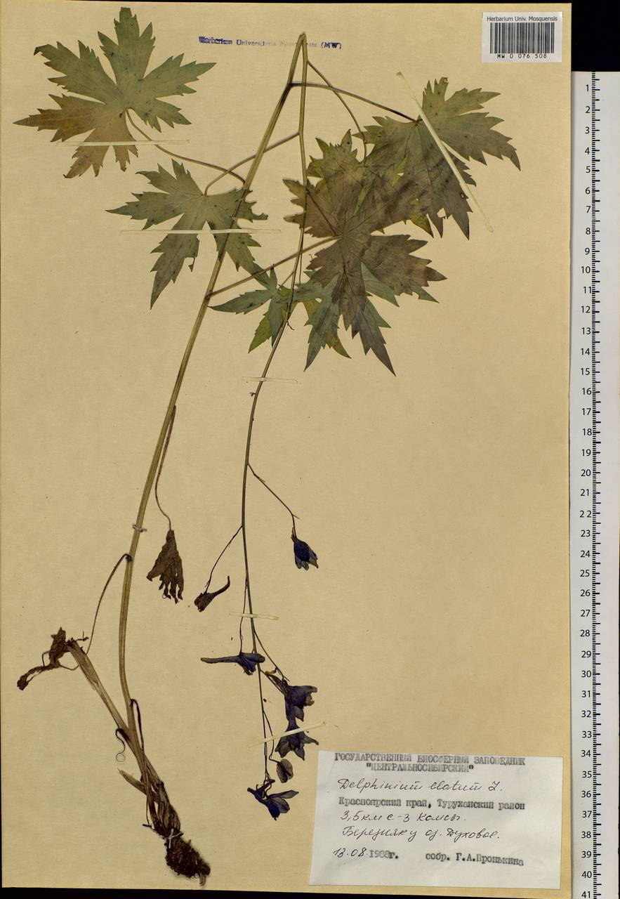 Delphinium elatum L., Siberia, Central Siberia (S3) (Russia)