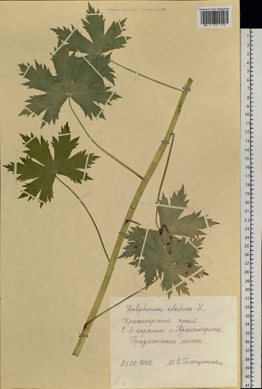 Delphinium elatum L., Siberia, Central Siberia (S3) (Russia)