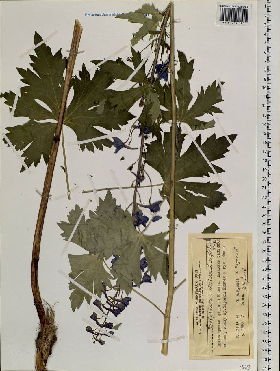 Delphinium elatum L., Siberia, Central Siberia (S3) (Russia)