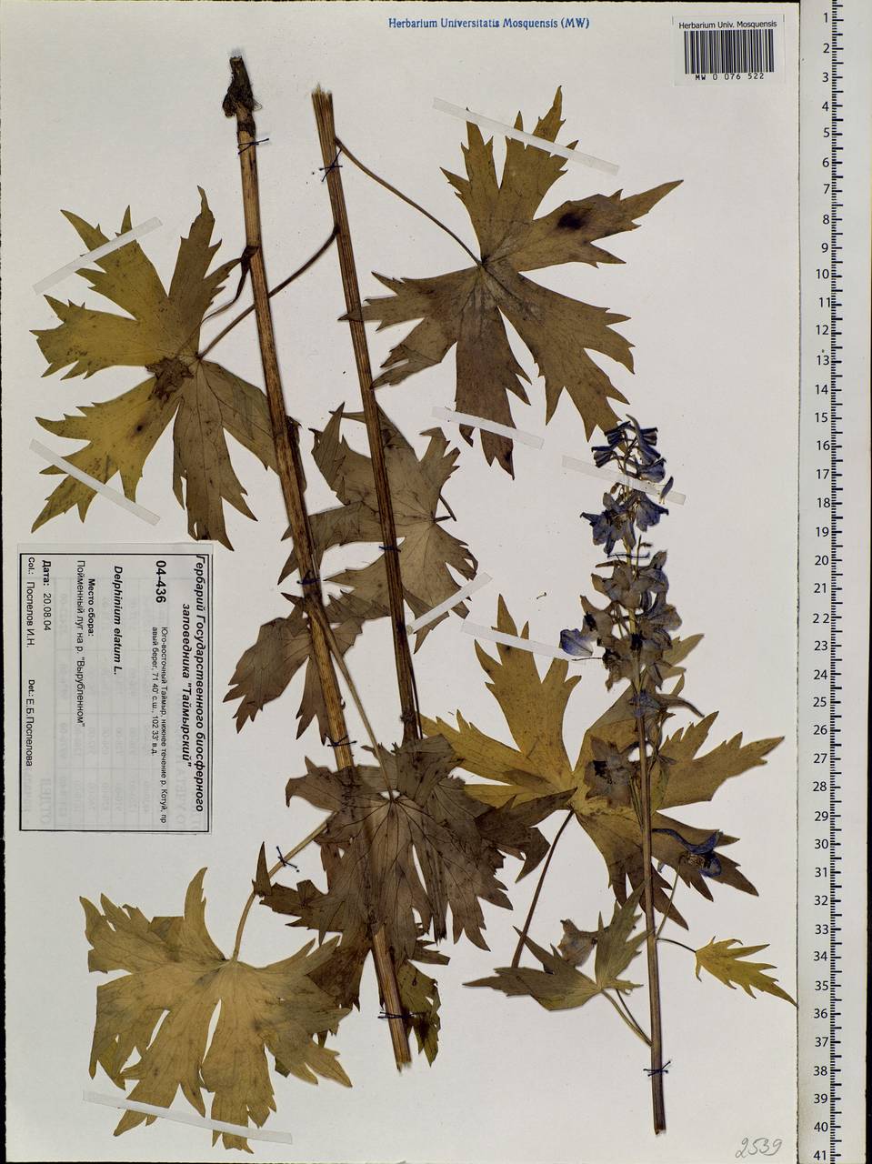 Delphinium elatum L., Siberia, Central Siberia (S3) (Russia)