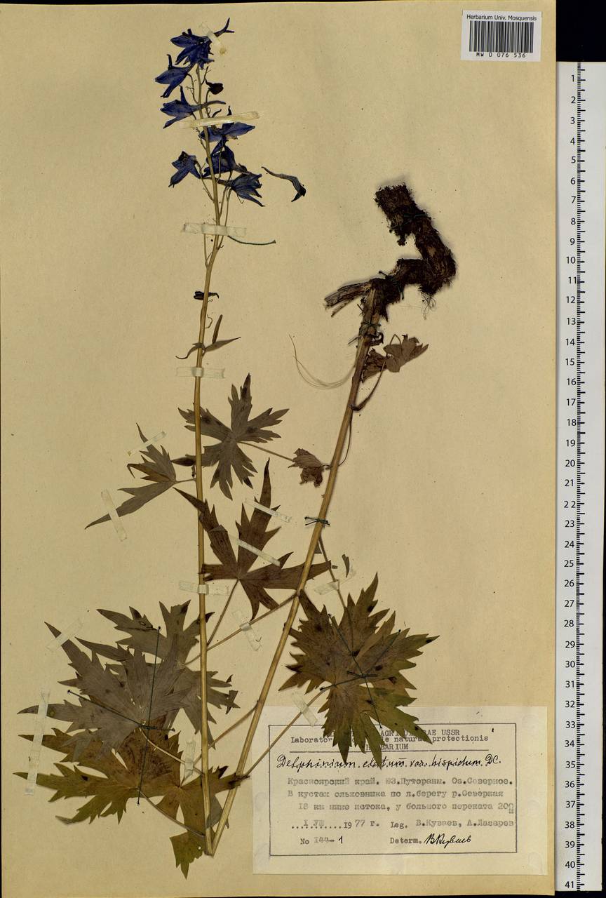 Delphinium elatum L., Siberia, Central Siberia (S3) (Russia)
