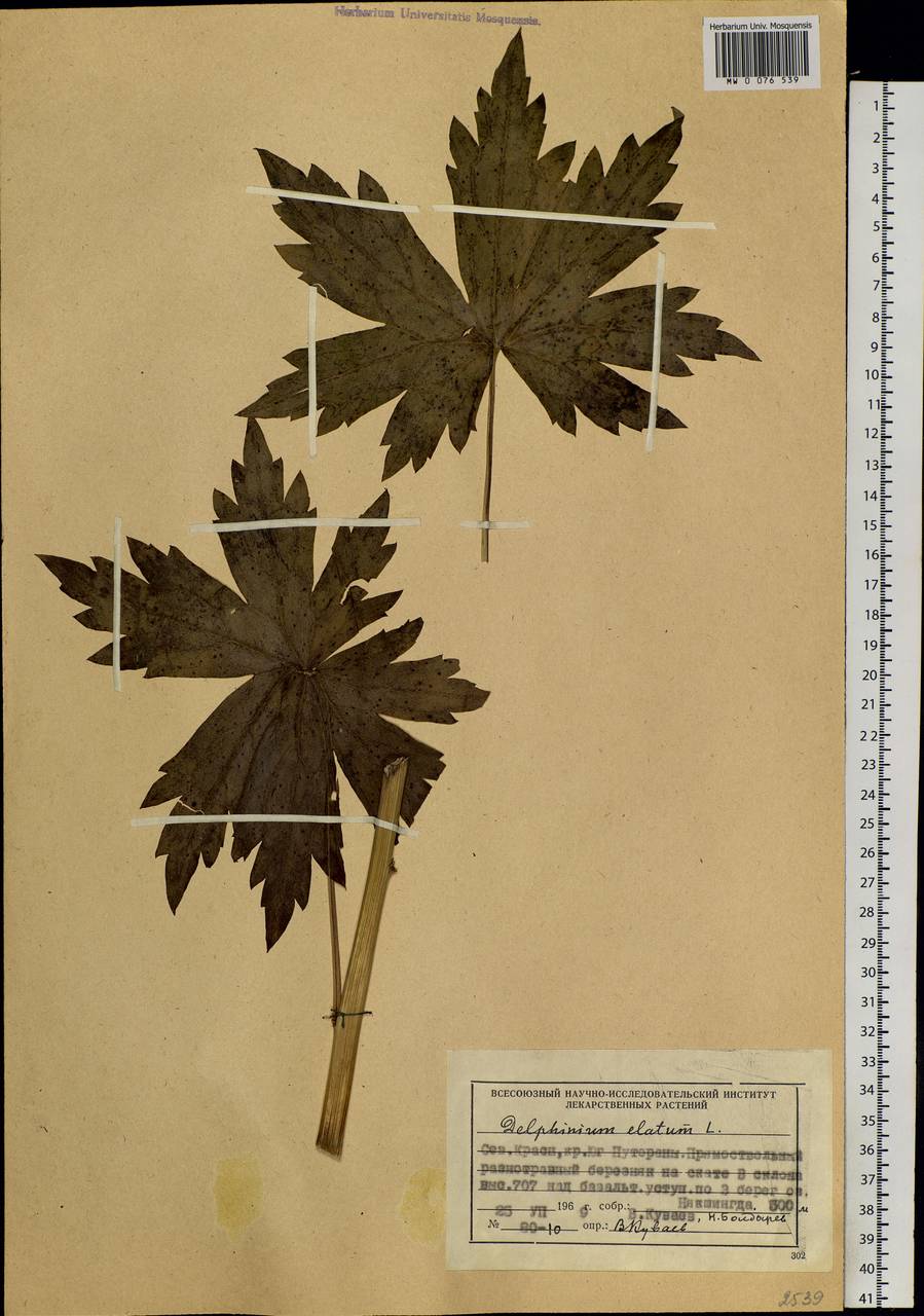 Delphinium elatum L., Siberia, Central Siberia (S3) (Russia)