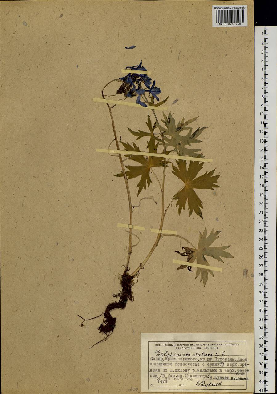 Delphinium elatum L., Siberia, Central Siberia (S3) (Russia)
