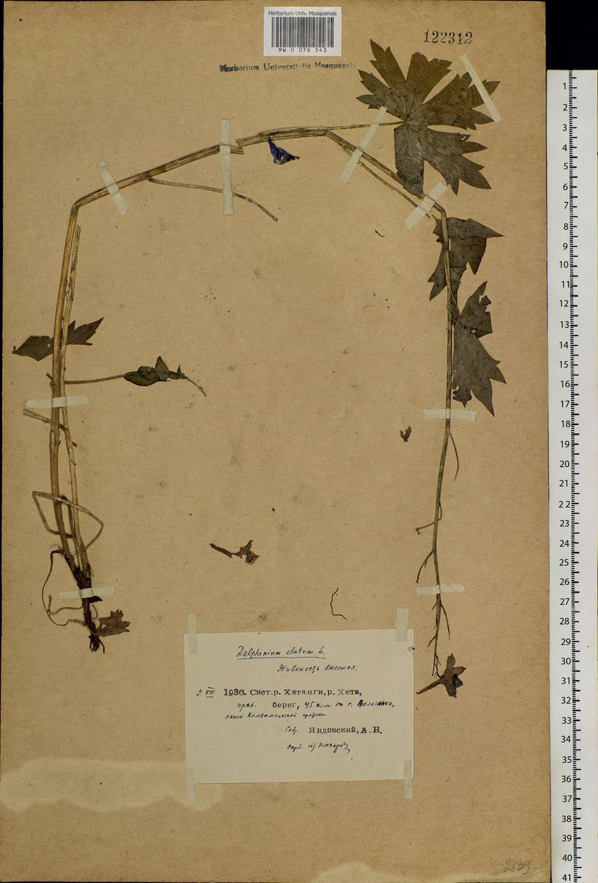 Delphinium elatum L., Siberia, Central Siberia (S3) (Russia)