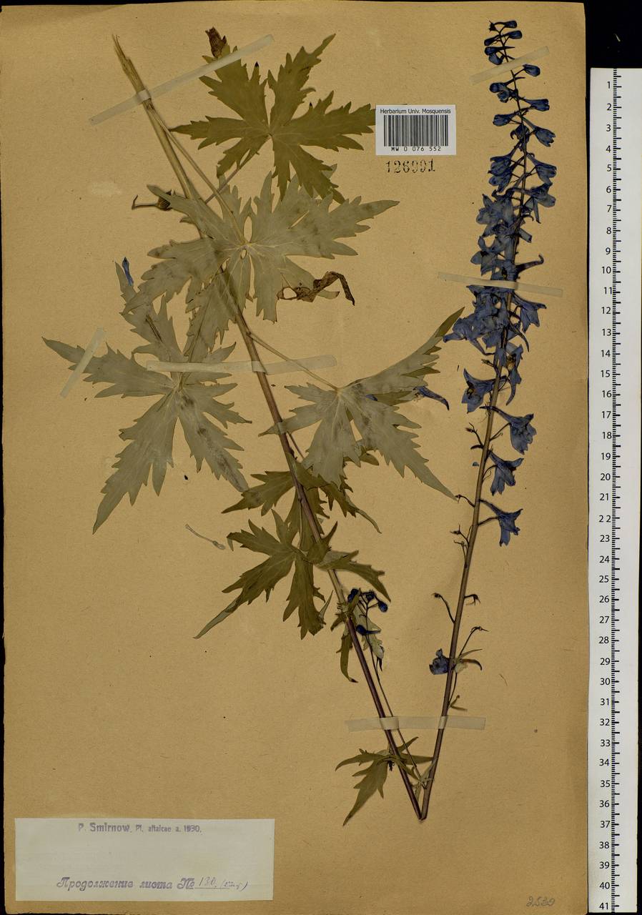 Delphinium elatum L., Siberia, Western (Kazakhstan) Altai Mountains (S2a) (Kazakhstan)