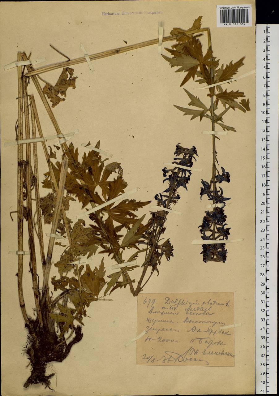 Delphinium elatum L., Siberia, Western (Kazakhstan) Altai Mountains (S2a) (Kazakhstan)