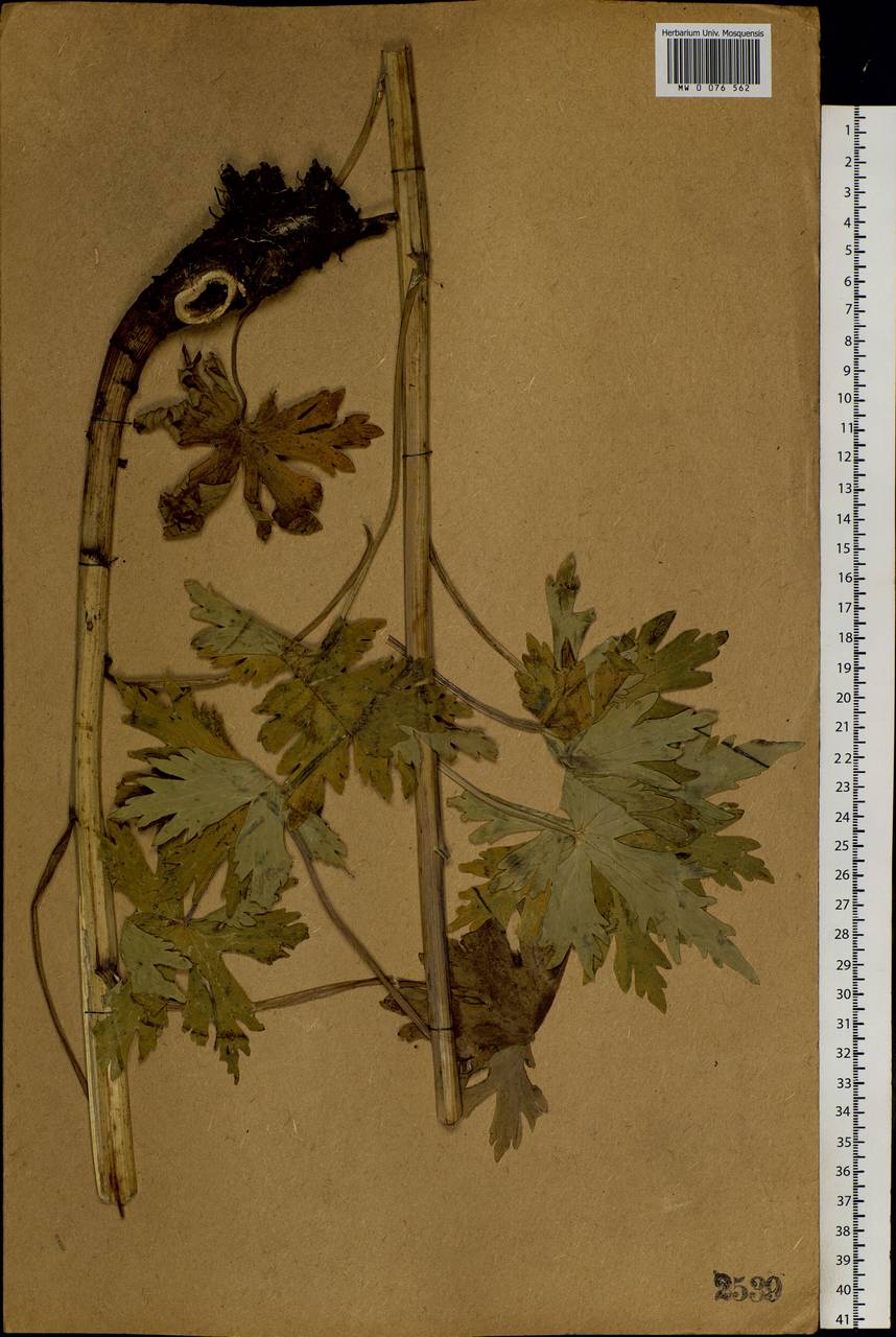 Delphinium elatum L., Siberia, Western (Kazakhstan) Altai Mountains (S2a) (Kazakhstan)