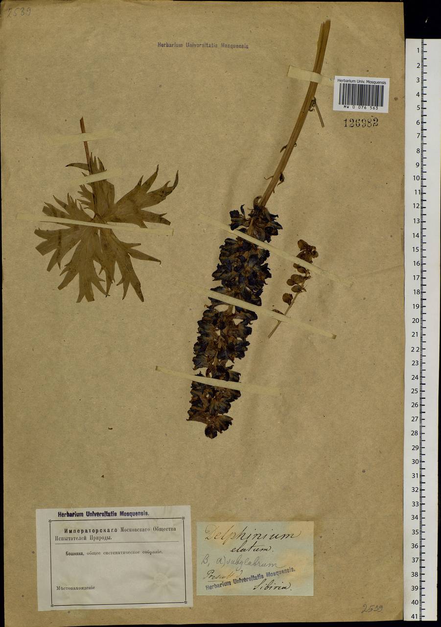 Delphinium elatum L., Siberia, Altai & Sayany Mountains (S2) (Russia)