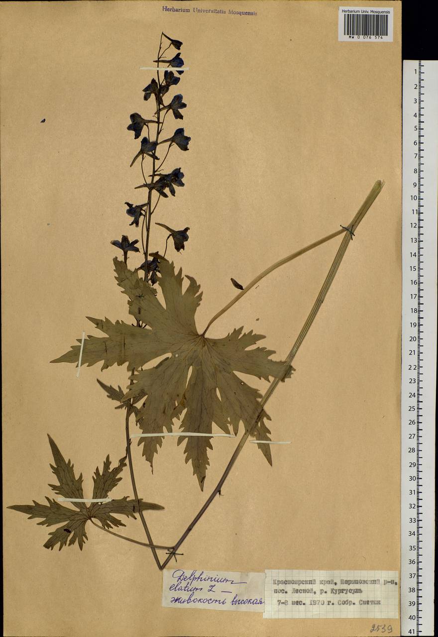 Delphinium elatum L., Siberia, Altai & Sayany Mountains (S2) (Russia)