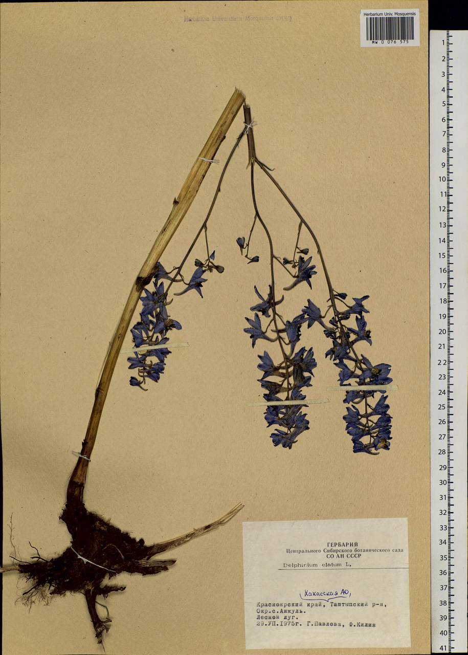 Delphinium elatum L., Siberia, Altai & Sayany Mountains (S2) (Russia)