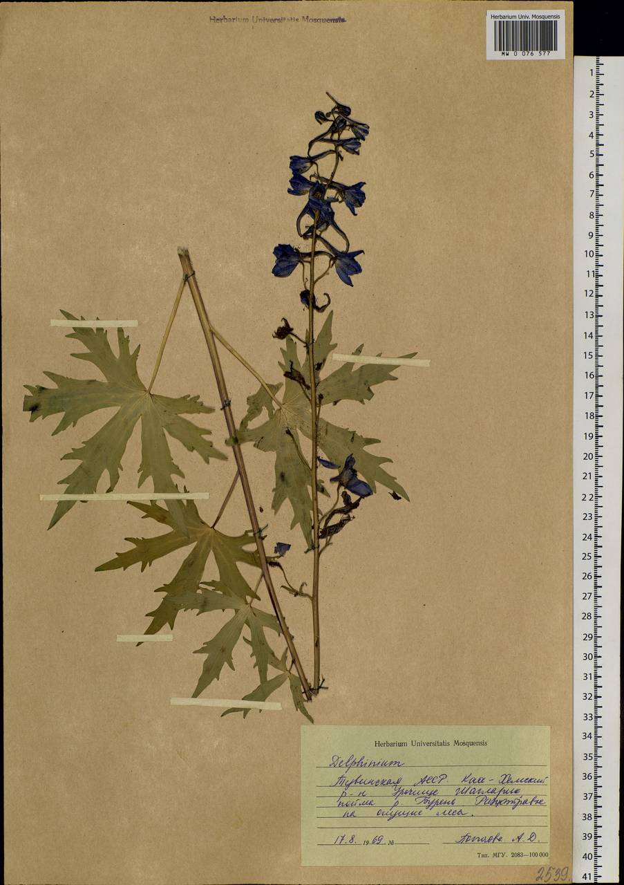 Delphinium elatum L., Siberia, Altai & Sayany Mountains (S2) (Russia)