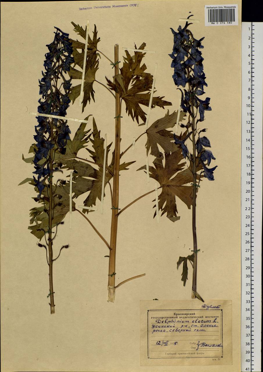 Delphinium elatum L., Siberia, Altai & Sayany Mountains (S2) (Russia)