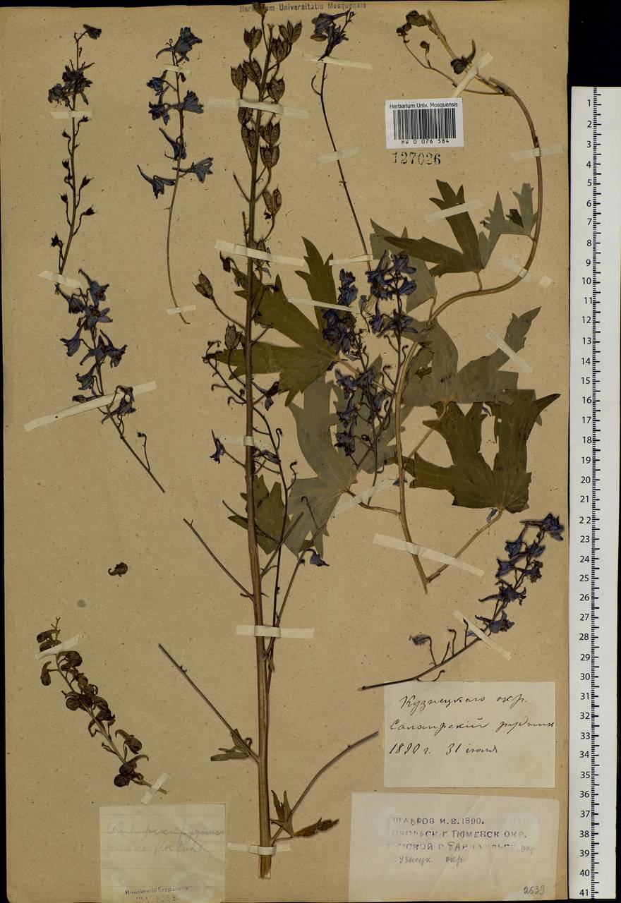 Delphinium elatum L., Siberia, Altai & Sayany Mountains (S2) (Russia)