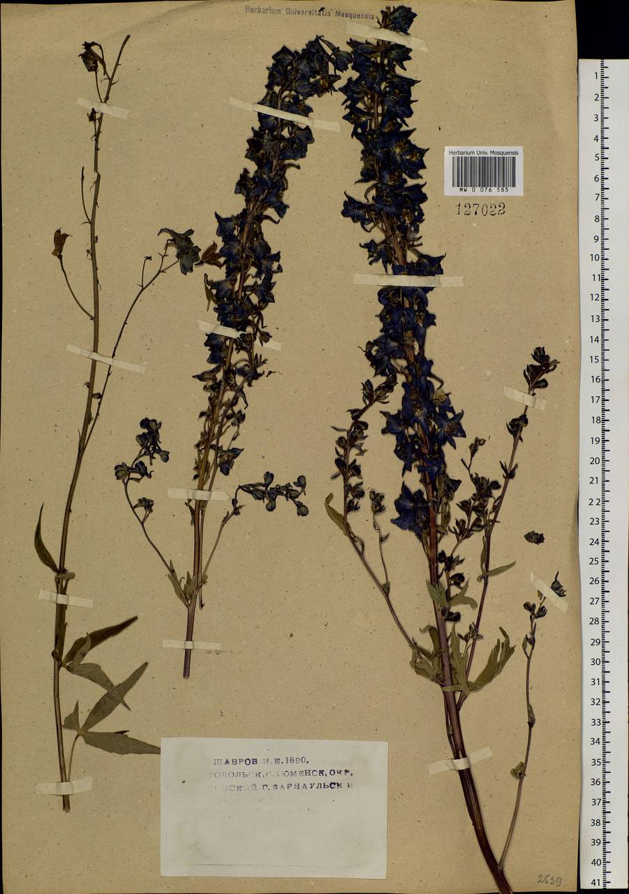 Delphinium elatum L., Siberia, Altai & Sayany Mountains (S2) (Russia)