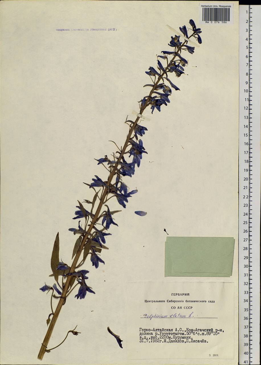 Delphinium elatum L., Siberia, Altai & Sayany Mountains (S2) (Russia)