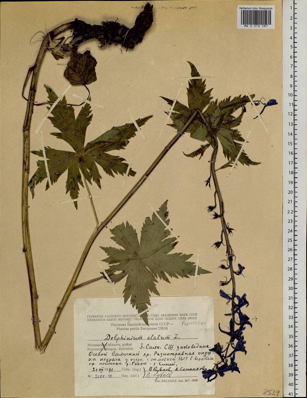 Delphinium elatum L., Siberia, Altai & Sayany Mountains (S2) (Russia)