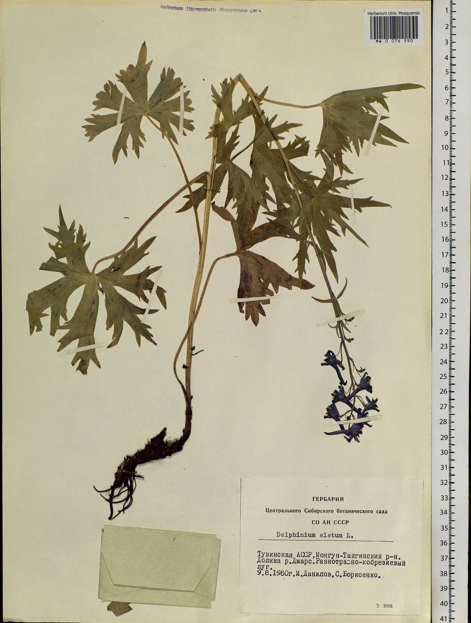 Delphinium elatum L., Siberia, Altai & Sayany Mountains (S2) (Russia)