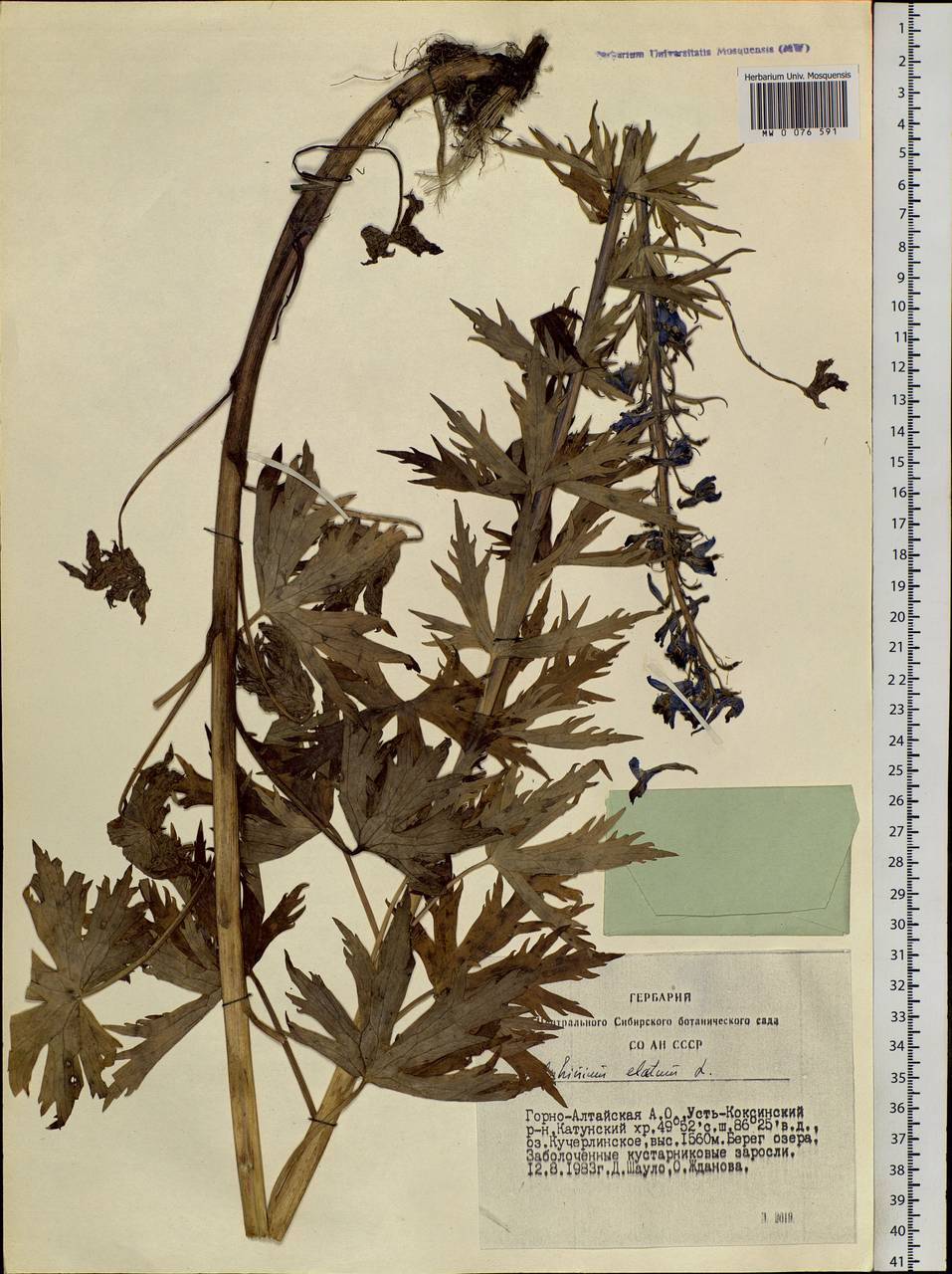 Delphinium elatum L., Siberia, Altai & Sayany Mountains (S2) (Russia)