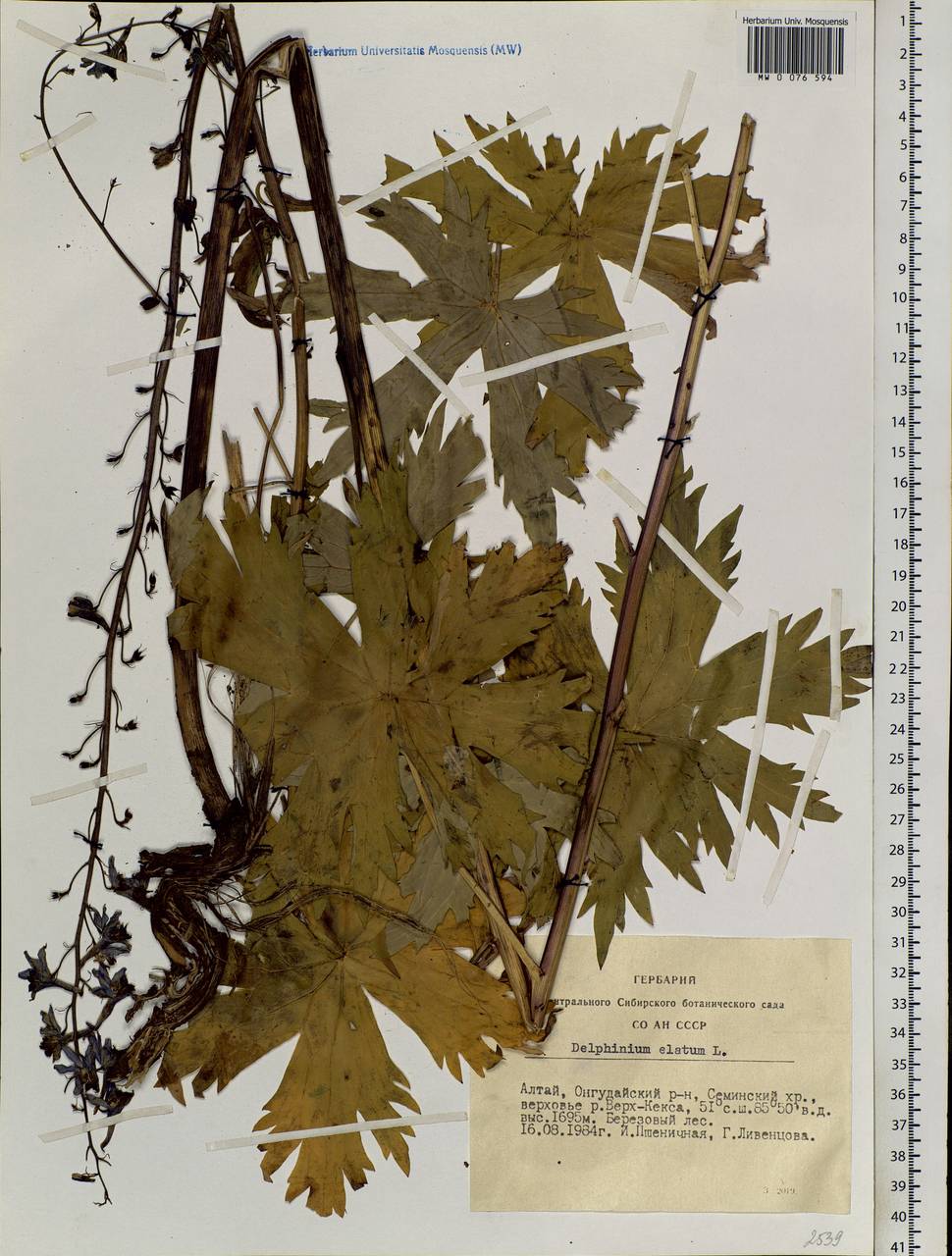 Delphinium elatum L., Siberia, Altai & Sayany Mountains (S2) (Russia)