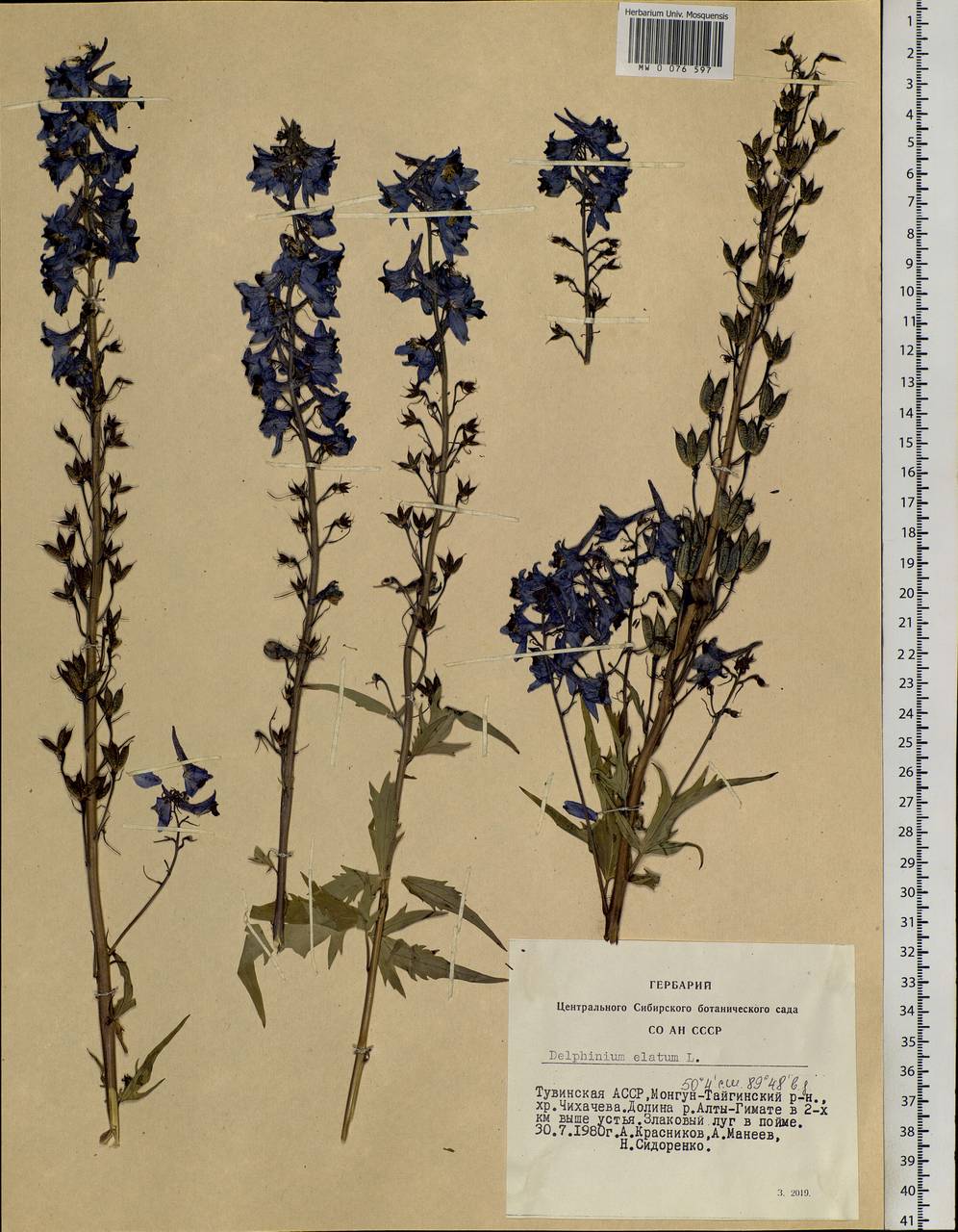 Delphinium elatum L., Siberia, Altai & Sayany Mountains (S2) (Russia)
