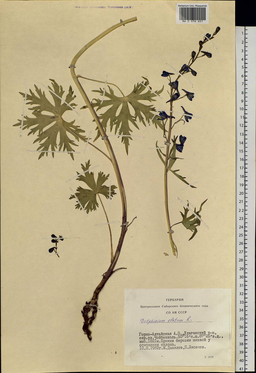 Delphinium elatum L., Siberia, Altai & Sayany Mountains (S2) (Russia)