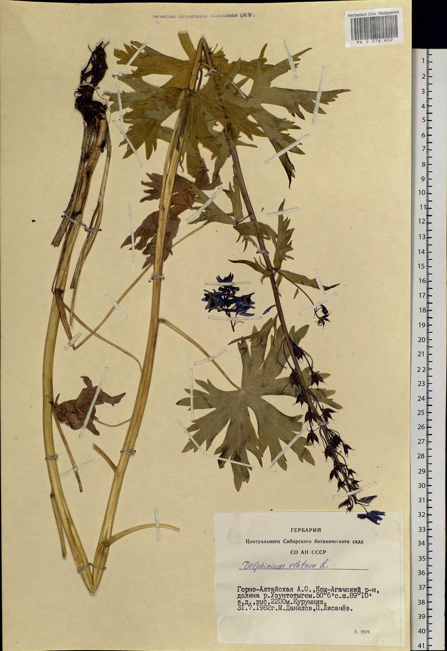 Delphinium elatum L., Siberia, Altai & Sayany Mountains (S2) (Russia)