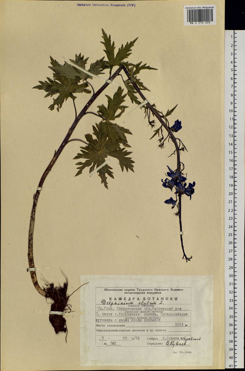 Delphinium elatum L., Eastern Europe, Eastern region (E10) (Russia)