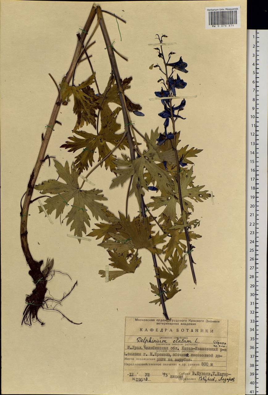 Delphinium elatum L., Eastern Europe, Eastern region (E10) (Russia)