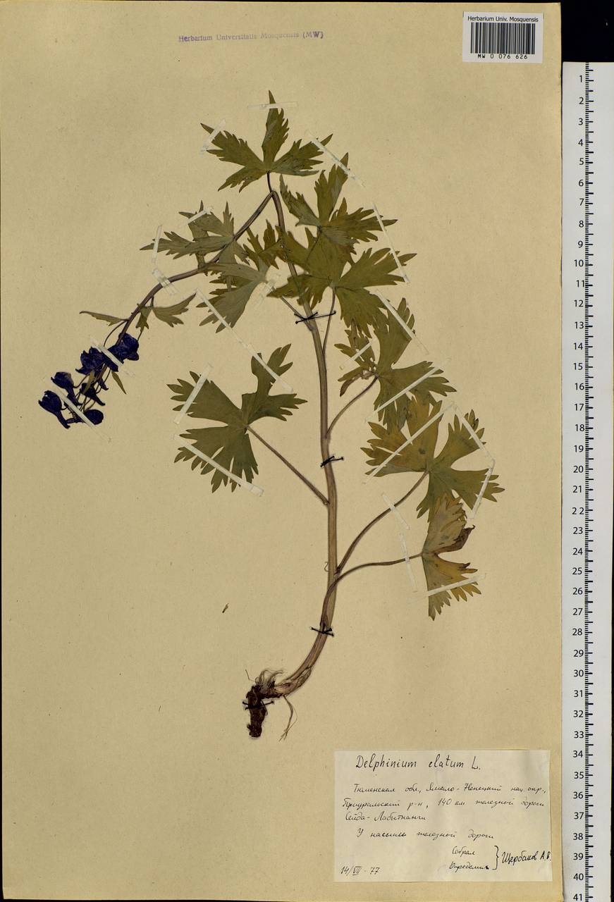 Delphinium elatum L., Siberia, Western Siberia (S1) (Russia)