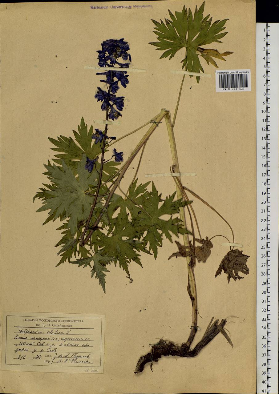 Delphinium elatum L., Siberia, Western Siberia (S1) (Russia)