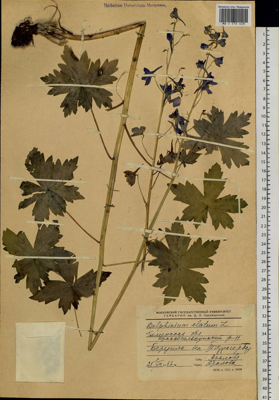 Delphinium elatum L., Siberia, Western Siberia (S1) (Russia)